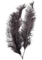 Spadonis zwart - thumbnail