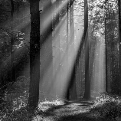 Schilderij - Bos in Zwart-Wit , 3 maten , Wanddecoratie