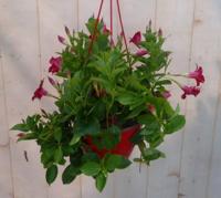 Dipladenia Mandevilla Sundaville rood in hang pot Warentuin Natuurlijk - Warentuin natuurlijk - thumbnail