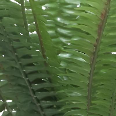 Forest fern Simms green 41 cm kunstbloem Erutan Avon - Erutan avon