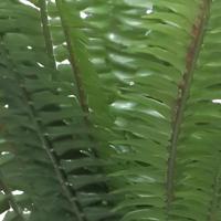 Forest fern Simms green 41 cm kunstbloem Erutan Avon - Erutan avon - thumbnail