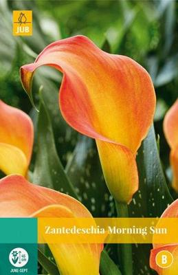 Zantedeschia morning sun JUB 1 bloembol - Jub
