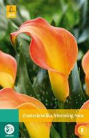 Zantedeschia morning sun JUB 1 bloembol - Jub - thumbnail