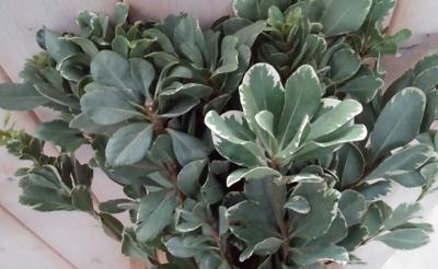 Kerstgroen Bladhoudend blad Warentuin Natuurlijk - Warentuin natuurlijk