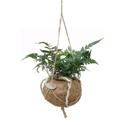 Kokodama Hazenpoot Varen P 17 cm