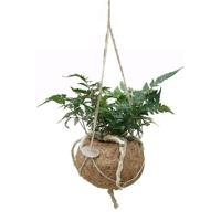 Kokodama Hazenpoot Varen P 17 cm - thumbnail