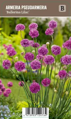 V.I.P.S. Armeria pseudarmeria ''Ballerina Lilac'' - Engels Gras (P9)