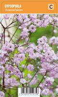 Vips Gypsophila Rosenschleier - gipskruid - thumbnail