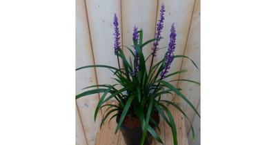 Leliegras Liriope paars Warentuin Natuurlijk - Warentuin natuurlijk Leliegras Liriope paars Warentuin Natuurlijk - Warentuin natuurlijk
