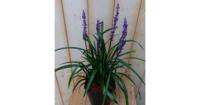 Leliegras Liriope paars Warentuin Natuurlijk - Warentuin natuurlijk - thumbnail