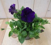 3 stuks! Petunia paars Warentuin Natuurlijk - Warentuin natuurlijk - thumbnail