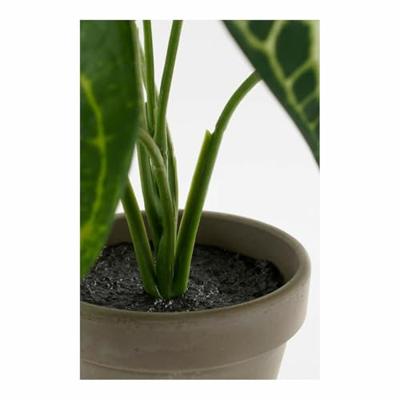 Decoratieve plant Mica Decorations Caladium Ø 21 x 28 cm Kunstmatig Decoratieve plant Mica Decorations Caladium Ø 21 x 28 cm Kunstmatig