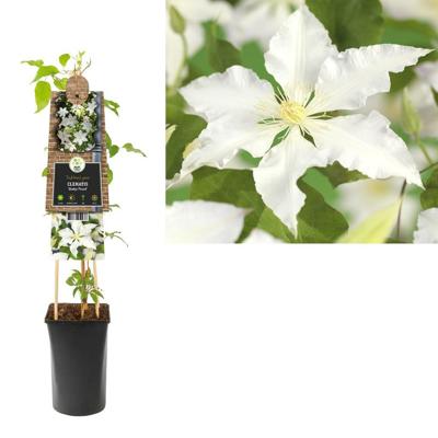 Witte bosrank (Clematis "Gladys Picard") klimplant