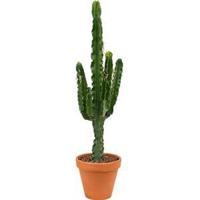 Euphorbia cactus erytrea M kamerplant - thumbnail
