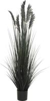Siergras in pot 152 cm zwart Hortus - Hortus - thumbnail