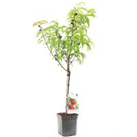 Prunus persica nucipersica Madame Blanchet Nectarine fruitplant Fruithof - Fruithof - thumbnail