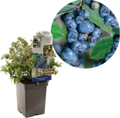 Bosbes (vaccinium corymbosum "Sunshine Blue") fruitplanten
