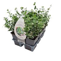 Euonymus fort. 'Emerald Gaiety' - Kardinaalsmuts - thumbnail