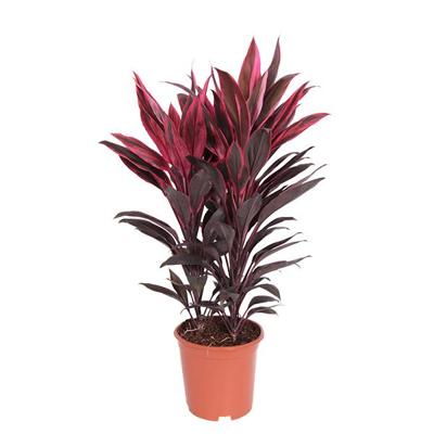 Cordyline Tango - P 19 cm Cordyline Tango - P 19 cm