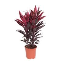 Cordyline Tango - P 19 cm - thumbnail
