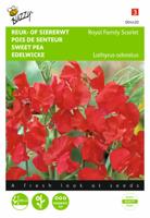Lathyrus, Reuk- of siererwt Royal Family Scarlet - thumbnail