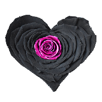 Longlife Rozenhartje zwart roze - thumbnail