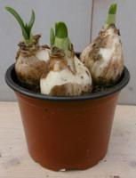 5 stuks! Bolletjes Narcis in potje Voorjaarsbollen Warentuin Natuurlijk - Warentuin natuurlijk - thumbnail