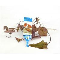 Nymphaea zenkeri lotus rood - 3 stuks - aquarium plant - thumbnail