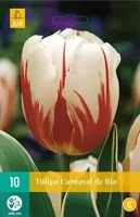 Tulp carnaval de rio 7 bollen - thumbnail