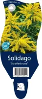 Solidago Strahlenkrone vaste plant Griffioen - Griffioen - thumbnail