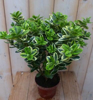 3 stuks! Veronica Hebe Andersonii paars bont en groen blad Warentuin Natuurlijk - Warentuin natuurlijk