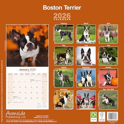 Boston Terrier Kalender 2026 Boston Terrier Kalender 2026