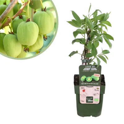 Actinidia arguta Issai - Kiwibesplant - P15