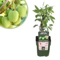 Actinidia arguta Issai - Kiwibesplant - P15 - thumbnail