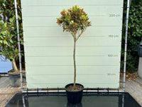 Magnolia Grandiflora - Little Gem - hoogte 200 cm - thumbnail