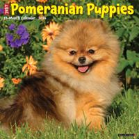 Pomeriaan Puppies Kalender 2026 - thumbnail