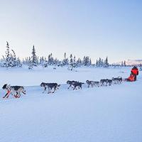 Non-stop dogwear® Trektuig Nansen Nome Harness 5.0, black, Maat: 9,5 - thumbnail