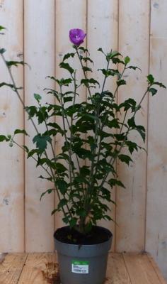 Hibiscus struik Blauw 40 cm Warentuin Natuurlijk - Warentuin natuurlijk