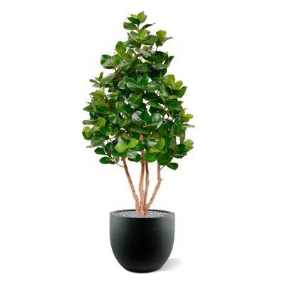 Clusia deluxe kunstboom 120cm