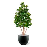 Clusia deluxe kunstboom 120cm - thumbnail