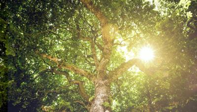 Schilderij - Zon door de bladeren , 2 maten, Premium print