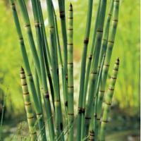 Japanse holpijp (Equisetum Japonica) moerasplant (6-stuks) - thumbnail