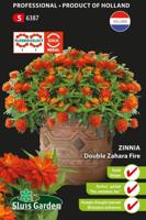 Zinnia marylandica Double Zahara Fire zaden - thumbnail