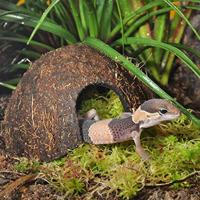 Habistat Aquadistri cocosnoot grot Habistat Aquadistri - Aquadistri - thumbnail