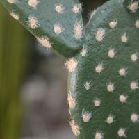 Opuntia kunst Cactus 40cm - thumbnail