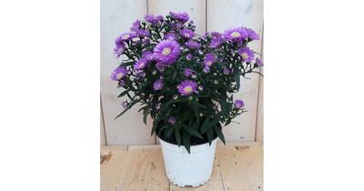 3 stuks! Herfstaster roze Warentuin Natuurlijk - Warentuin natuurlijk