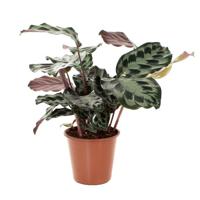 Calathea Kennedy - P 19 cm - thumbnail