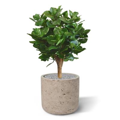 Clusia bol kunstplant 55cm