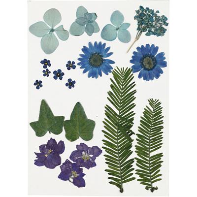 Creativ Company Gedroogde bloemen en bladeren blauw, 19dlg.
