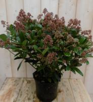 Skimmia Japonica rubella 50 cm Warentuin Natuurlijk - Warentuin natuurlijk - thumbnail